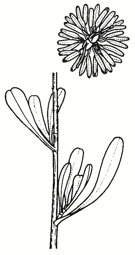 Hibbertia obtusifolia
