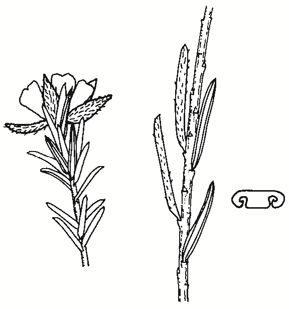 Hibbertia riparia