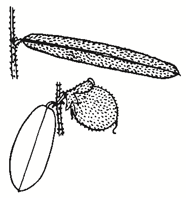 Hovea heterophylla