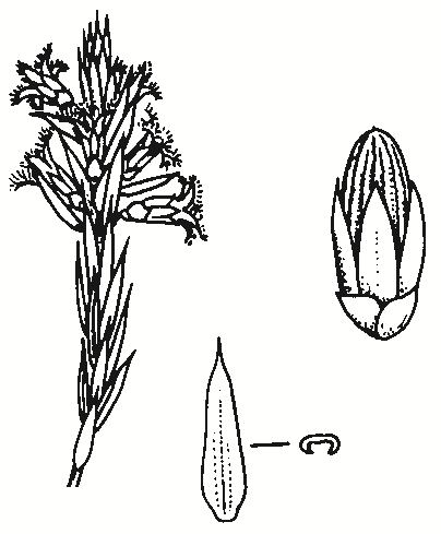 Leucopogon attenuatus
