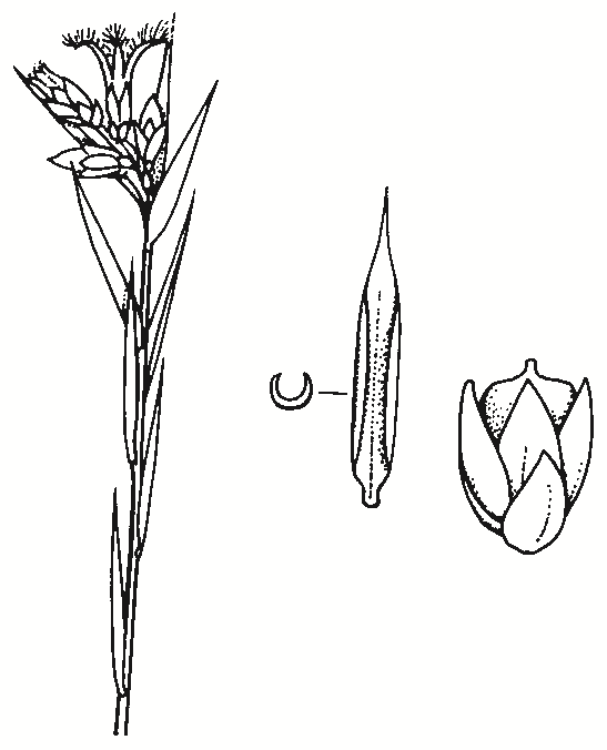 Leucopogon virgatus