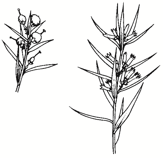 Lissanthe strigosa