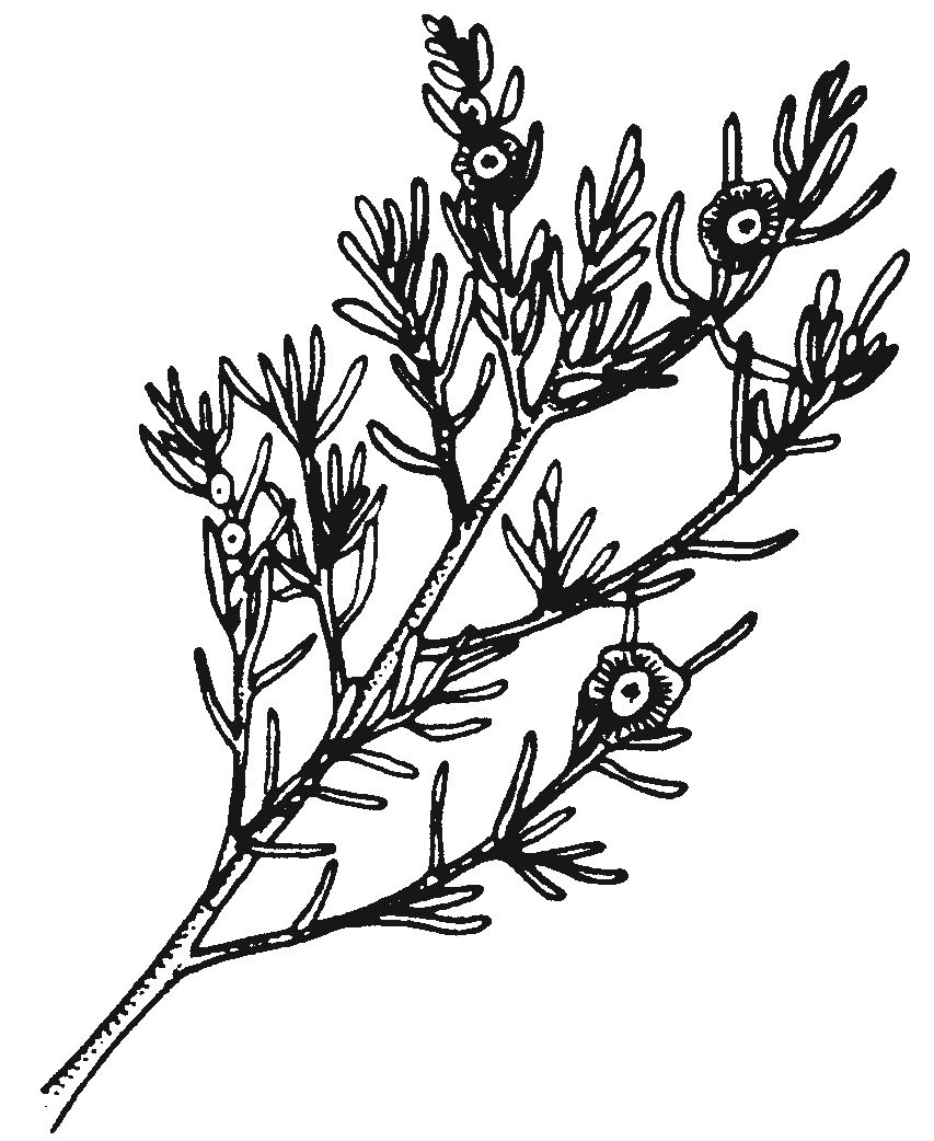 Maireana spp.