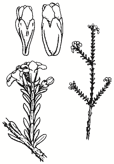 Micromyrtus ciliata
