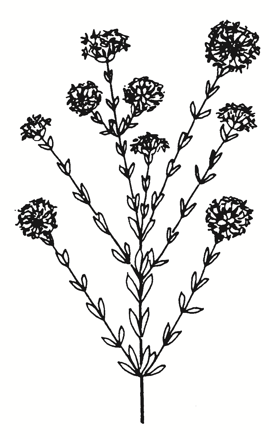 Pimelea species