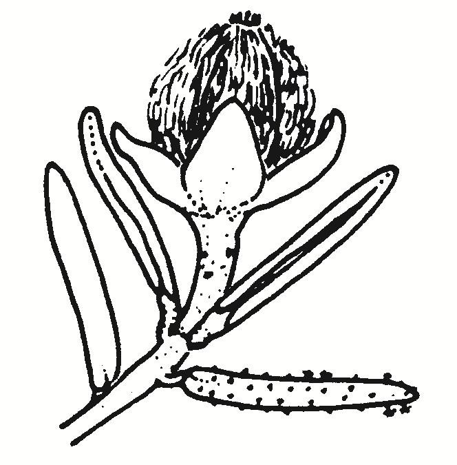 Ricinocarpos bowmanii