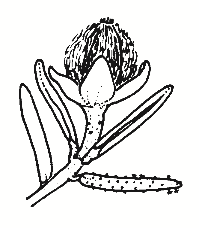 Ricinocarpos bowmanii