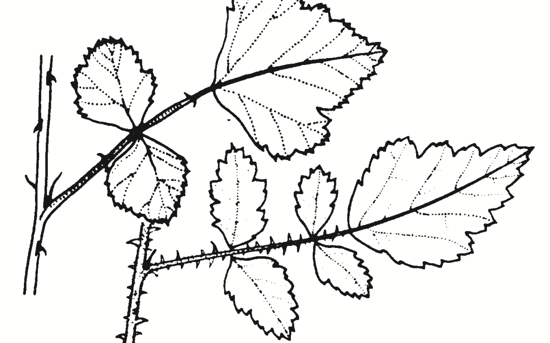 Rubus parvifolius