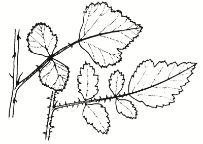 Rubus parvifolius