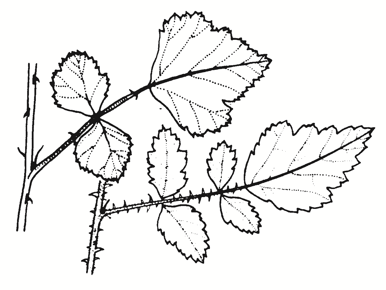 Rubus parvifolius