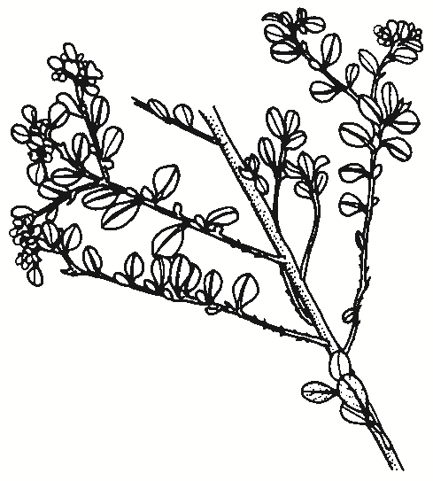 Spyridium parvifolium