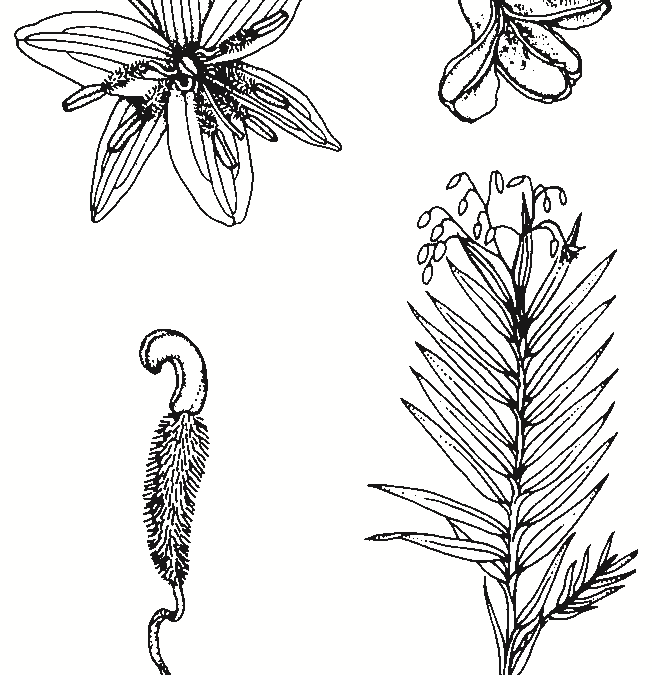 Brachyloma daphnoides