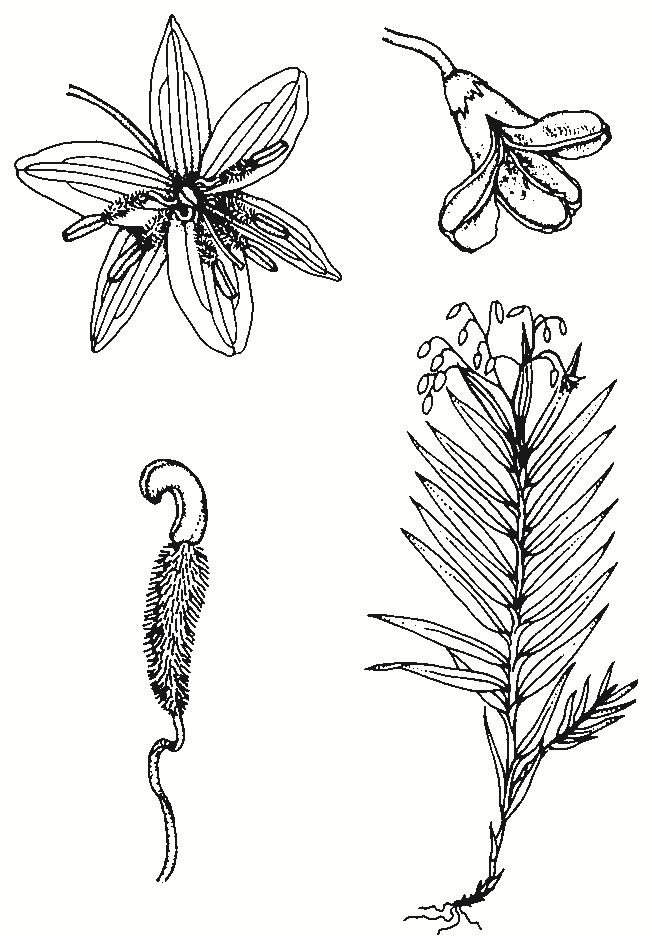 Brachyloma daphnoides