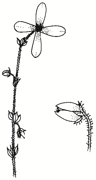 Tetratheca ciliata