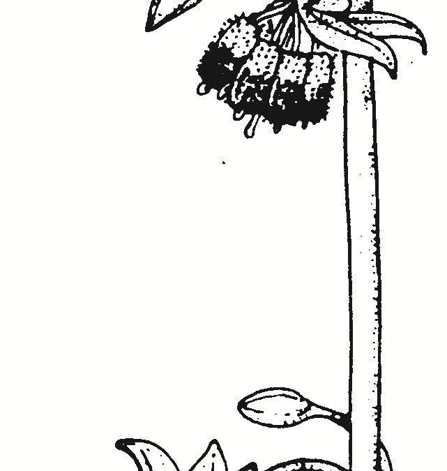 Arthropodium milleflorum