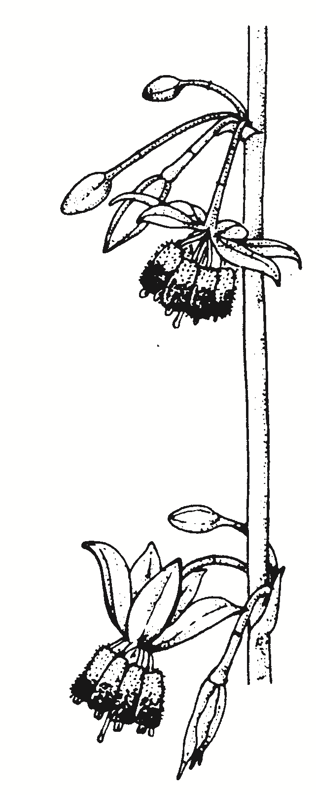 Arthropodium milleflorum