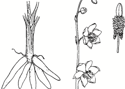 Arthropodium minus