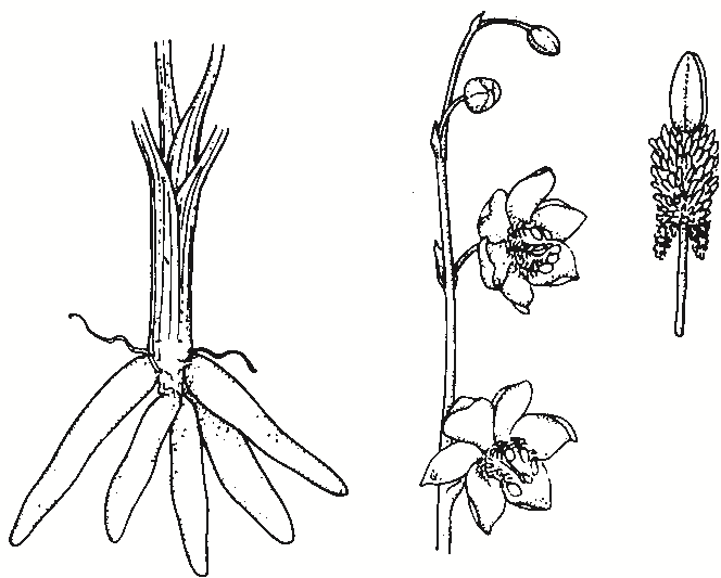 Arthropodium minus