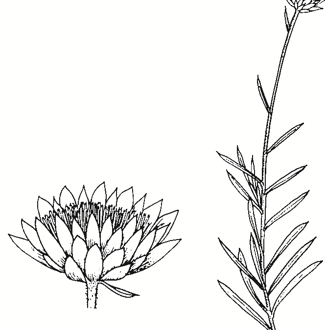 Xerochrysum bracteatum