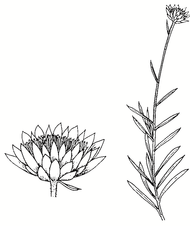 Xerochrysum bracteatum