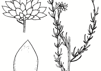 Xerochrysum viscosum