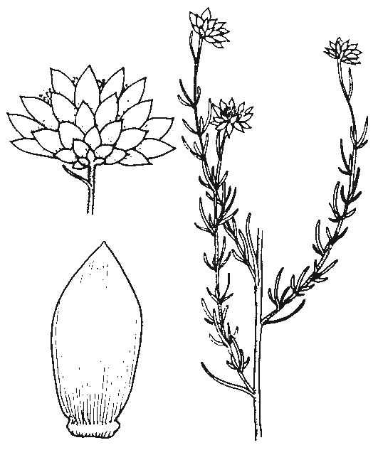Xerochrysum viscosum