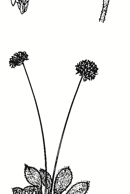 Brunonia australis
