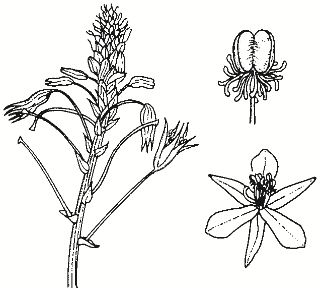 Bulbine bulbosa