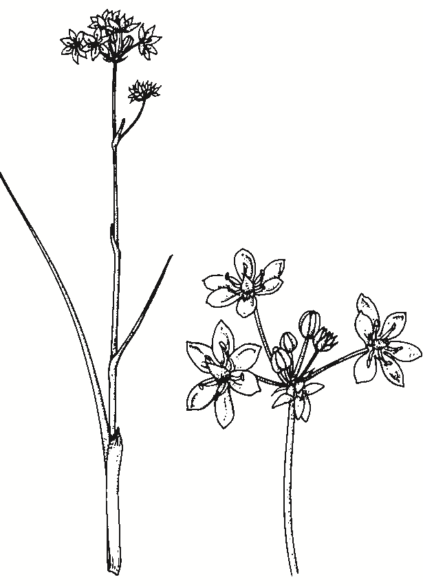 Burchardia umbellata