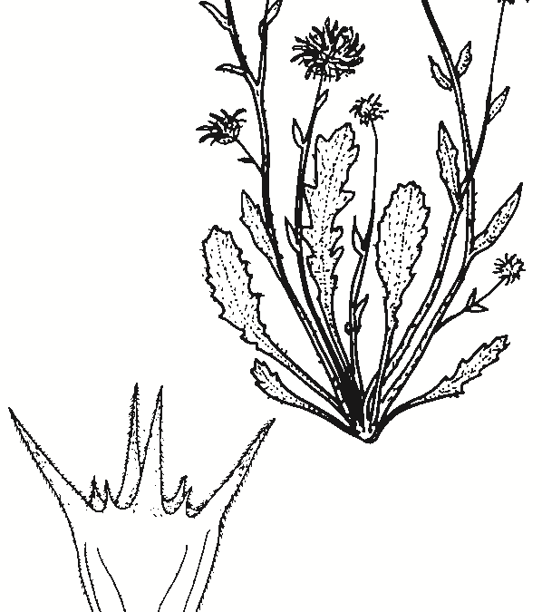 Calotis scabiosifolia