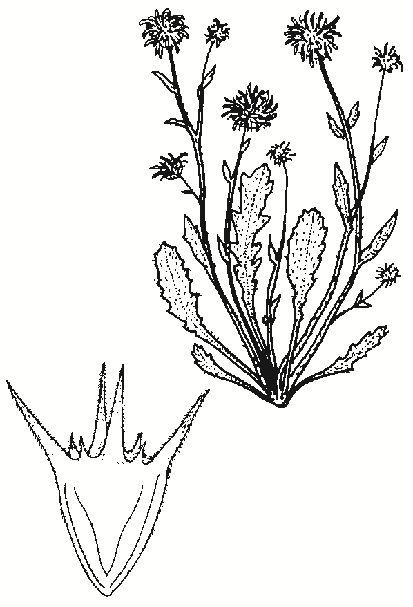 Calotis scabiosifolia