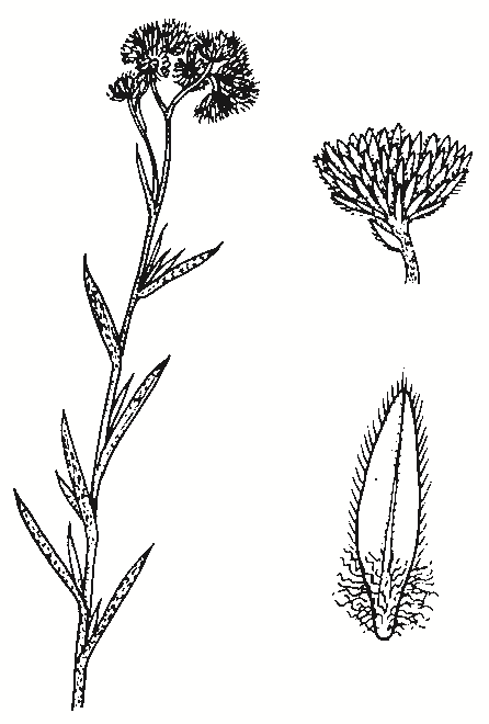 Chrysocephalum apiculatum