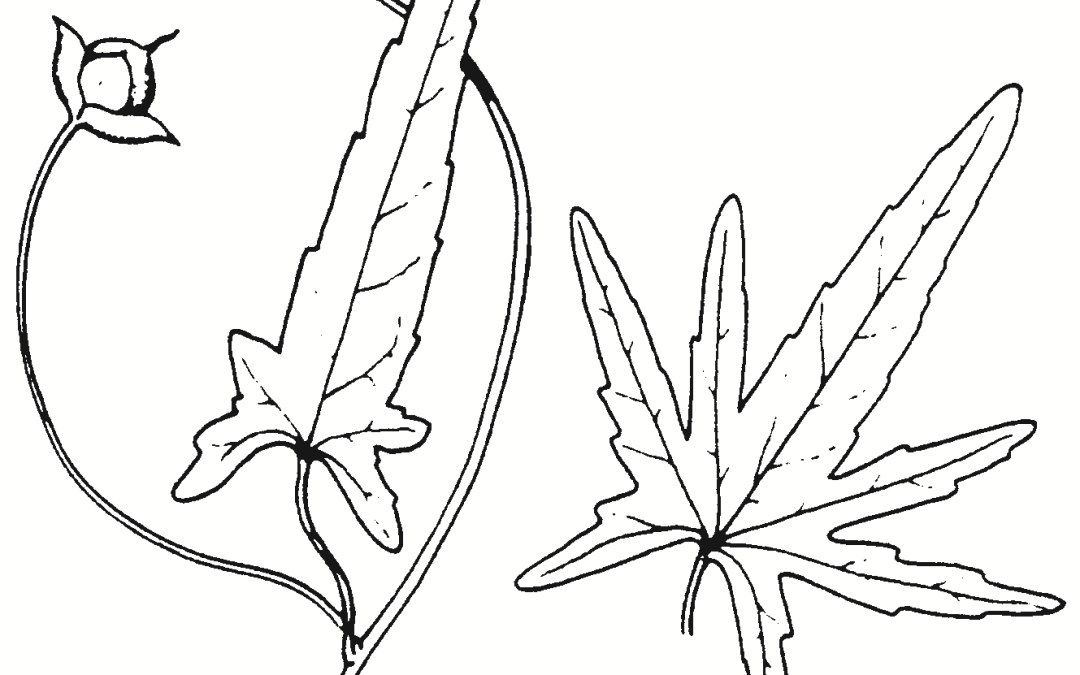 Convolvulus erubescens