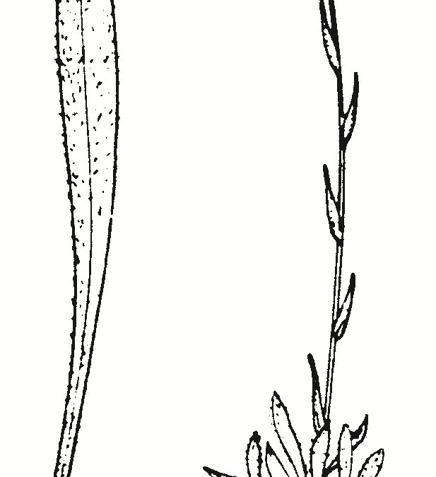Craspedia species