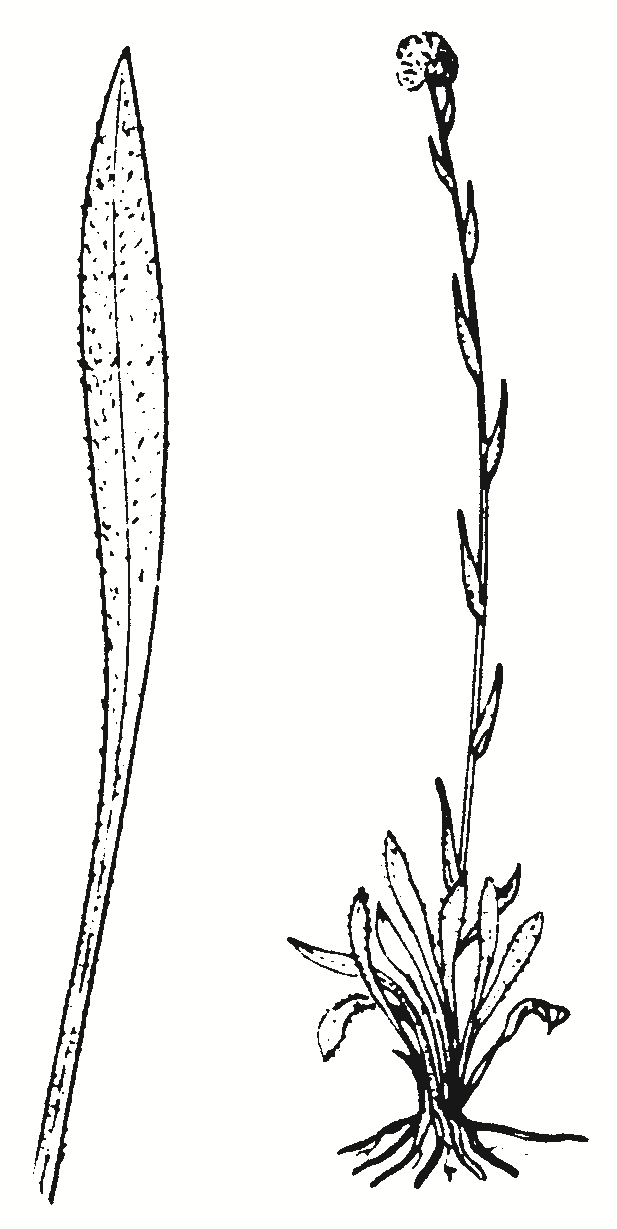 Craspedia species