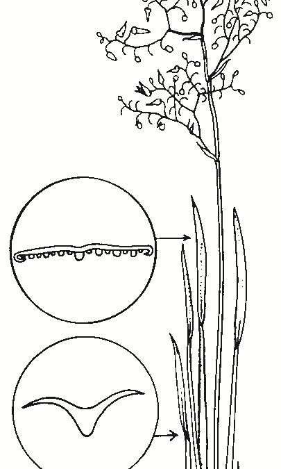 Dianella porracea
