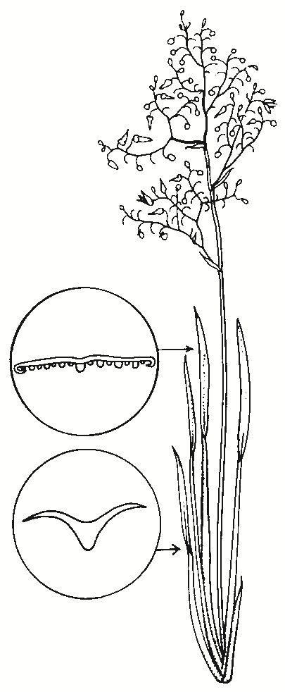 Dianella porracea
