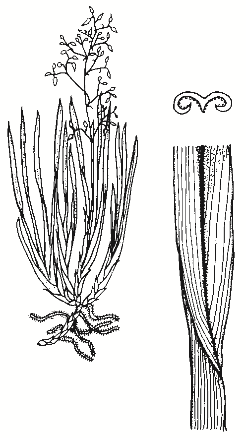 Lomandra revoluta