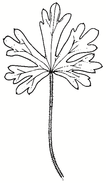 Geranium solanderi