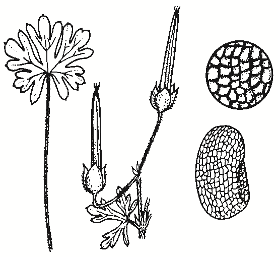 Geranium retrorsum