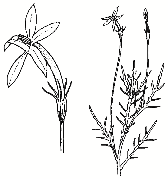 Isotoma axillaris