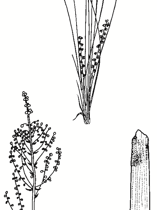 Lomandra filiformis