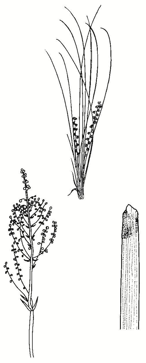 Lomandra filiformis