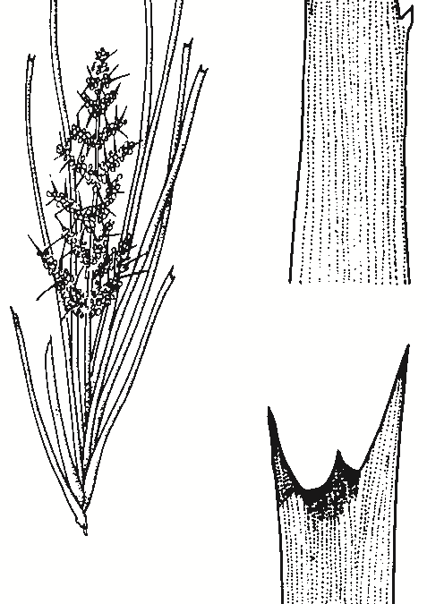 Lomandra longifolia