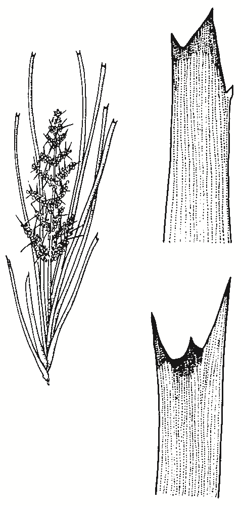 Lomandra longifolia