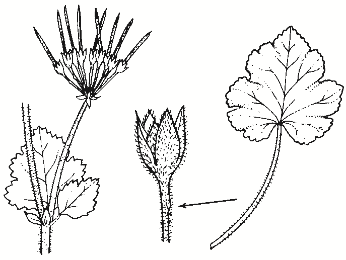 Pelargonium australe