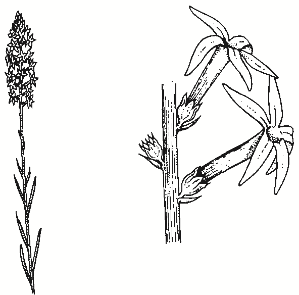 Stackhousia monogyna