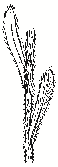 Vittadinia cuneata