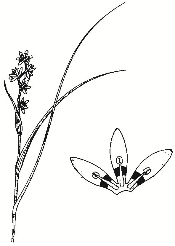 Wurmbea dioica subsp. dioica