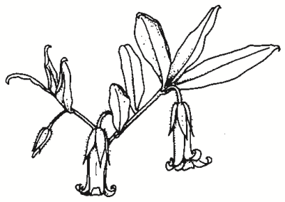 Billardiera scandens